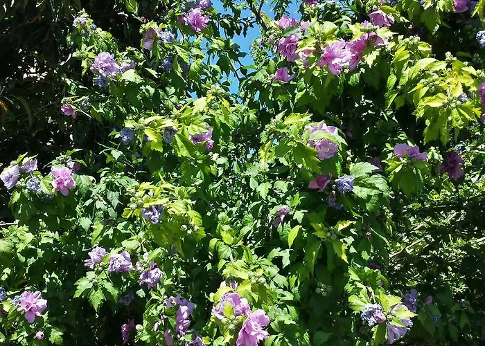 Bed and Breakfast Il Giardino Di Gabri