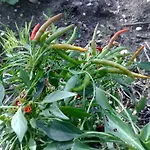 Il Giardino Di Gabri Couette-café Rome