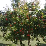 Il Giardino Di Gabri 4*