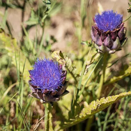לינה וארוחת בוקר Il Giardino Di Gabri 4*