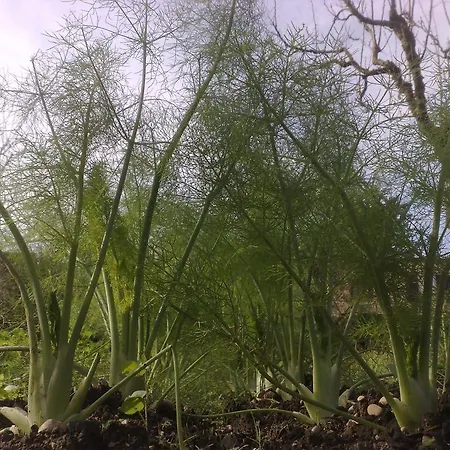 לינה וארוחת בוקר Il Giardino Di Gabri