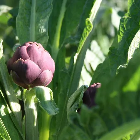 לינה וארוחת בוקר Il Giardino Di Gabri