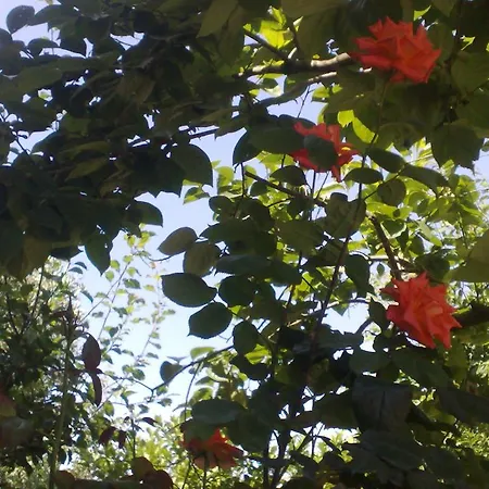 לינה וארוחת בוקר Il Giardino Di Gabri 4*
