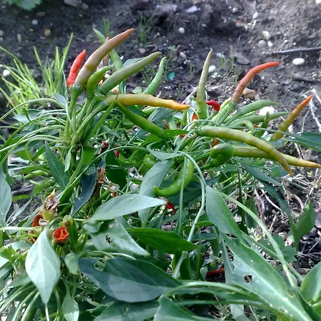 Il Giardino Di Gabri לינה וארוחת בוקר רומא