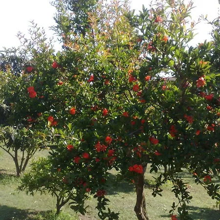 Il Giardino Di Gabri 4*