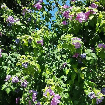 לינה וארוחת בוקר Il Giardino Di Gabri